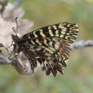 Papilionidae - Parnassiinae- Zerynthini-Zerynthia polyxena Gagnières 2020, DSC_0503