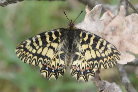 Papilionidae - Parnassiinae- Zerynthini-Zerynthia polyxena Gagnières 2020, DSC_0508