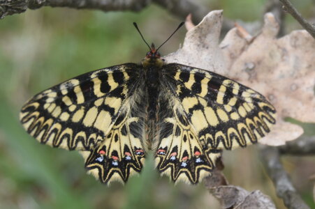 Papilionidae - Parnassiinae- Zerynthini-Zerynthia polyxena Gagnières 2020, DSC_0511