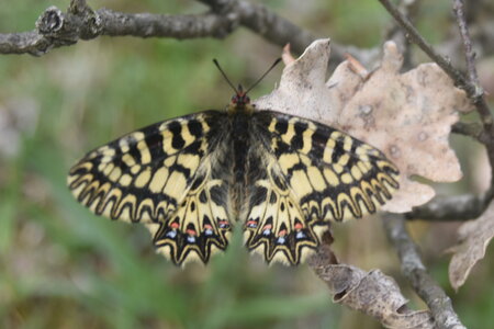 Papilionidae - Parnassiinae- Zerynthini-Zerynthia polyxena Gagnières 2020, DSC_0510