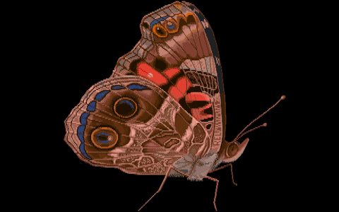 Amiga Pixel art 2, REL-_images-REL_Butterfly.tft1