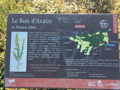 Bois d'Avaize, IMG_8130