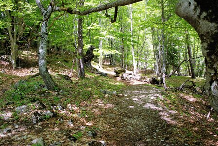 Rabou, sentier des Bans, Chapelle de la crotte, bois de l'Ufernet 11052023, DSC_0385