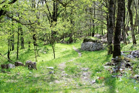 Rabou, sentier des Bans, Chapelle de la crotte, bois de l'Ufernet 11052023, DSC_0395