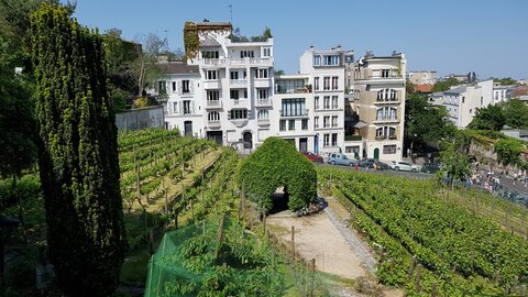 Jardins du musée de Montmartre et vigne, 20230528_114702