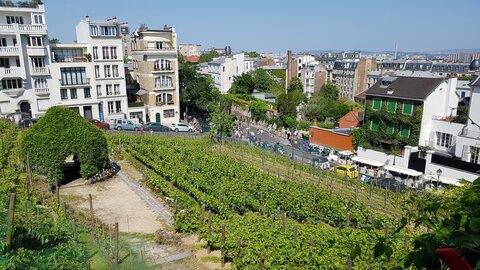 Jardins du musée de Montmartre et vigne, 20230528_114709