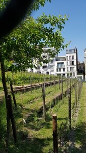 Jardins du musée de Montmartre et vigne, 20230528_120437