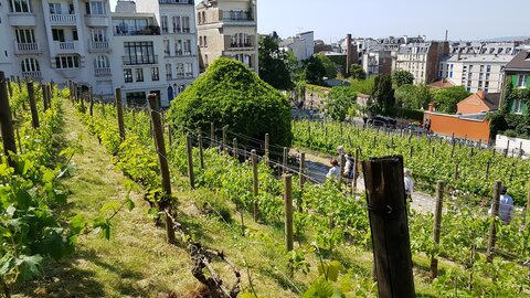 Jardins du musée de Montmartre et vigne, 20230529_161117