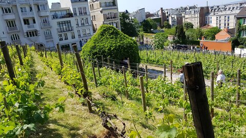 Jardins du musée de Montmartre et vigne, 20230529_161114
