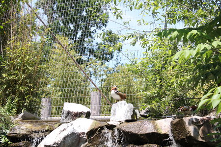 2023-06-01 - Parc animalier à Villars-les-Dombes, Ain - Parc des Oiseaux, MS - 01-06-2023 13-39-05 5184x3456