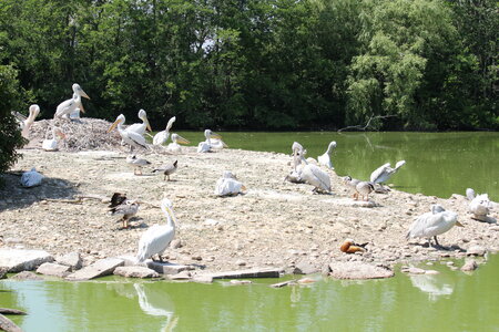 2023-06-01 - Parc animalier à Villars-les-Dombes, Ain - Parc des Oiseaux, MS - 01-06-2023 14-00-25 5184x3456