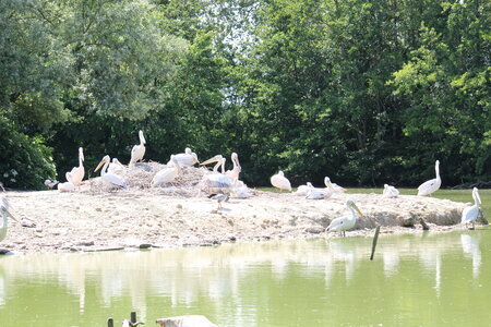 2023-06-01 - Parc animalier à Villars-les-Dombes, Ain - Parc des Oiseaux, MS - 01-06-2023 14-02-07 5184x3456