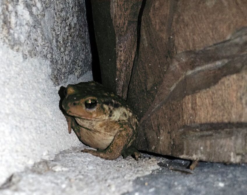 Photo : "Un crapaud un soir d'été caché dans un coin d'une terrasse"